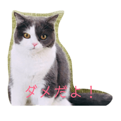 [LINEスタンプ] こんちゃんのスタンプ