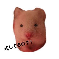 [LINEスタンプ] ハムキチスタジアム！