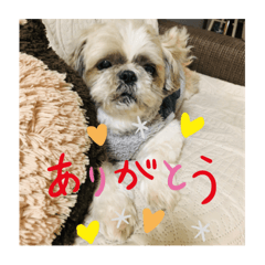 [LINEスタンプ] シーズーのそらくん