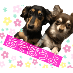 [LINEスタンプ] ほのぼのわんこライフ2